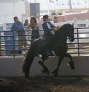 Horse Show - Del Mar Charity Fair Show 2008