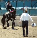 Horse Show - Del Mar Charity Fair Show 2008