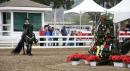 Horse Show - Jingle Bell Horse Show 2008 