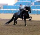 Horse Show - IFSHA World Grand National Championships 2010