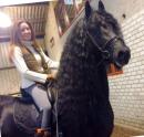 Horse Show - 2015 stallion show leeuwarden