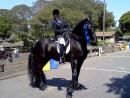 Horse Show - Monterey Springfest Horse Show 2011