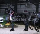 Horse Show - IFSHA Friesian World and National Grand Championship Horse Show 2007