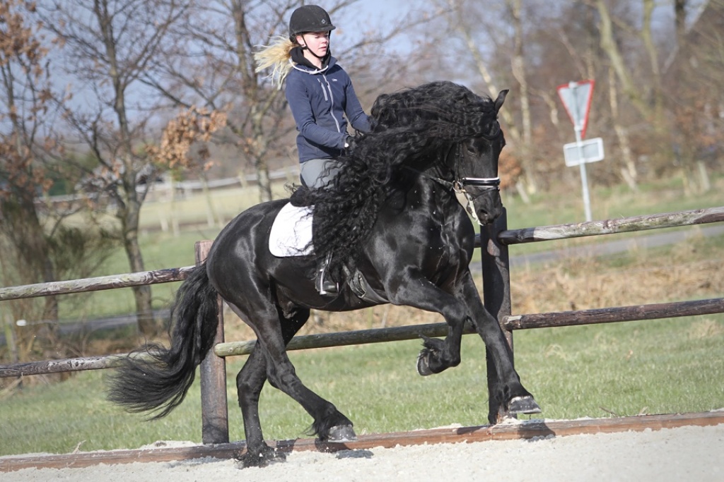 Friesian Horses for Sale from Black Sterling Friesians, INC