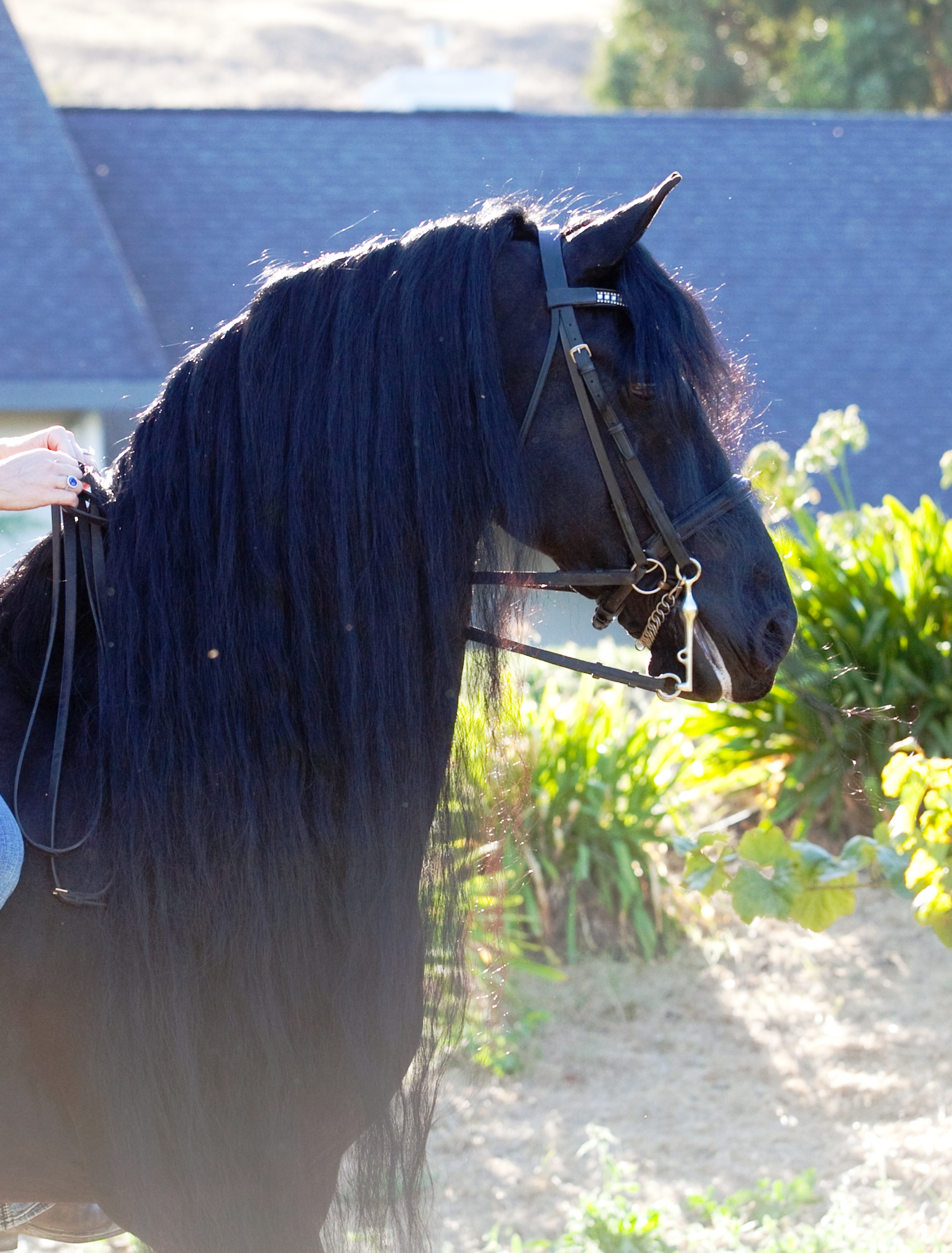  Friesian Horse for Sale