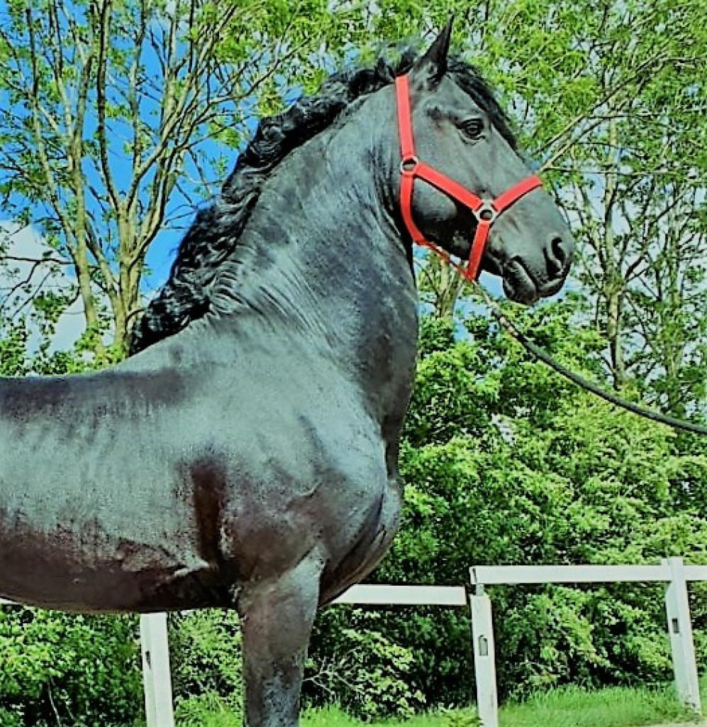 Friesian horse cover photo of Cru