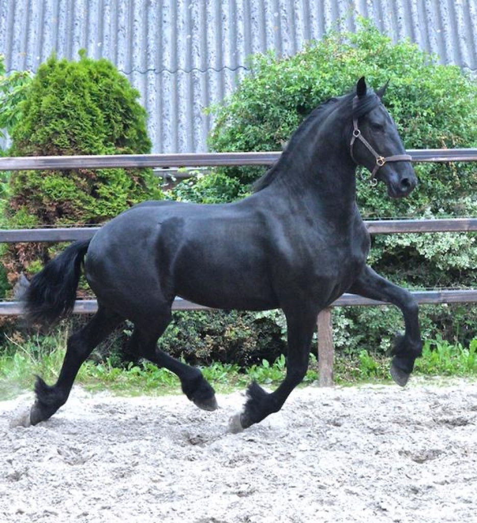 Friesian Horse for Sale MAUD STER Black Sterling Friesians