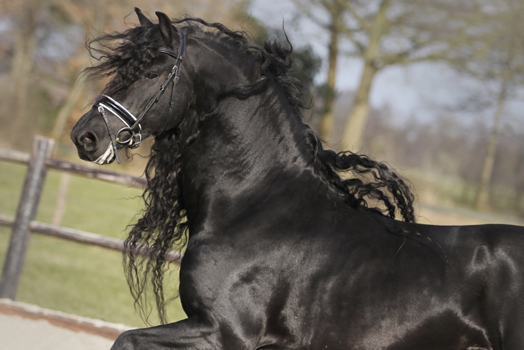 Friesian Horses for Sale from Black Sterling Friesians, INC