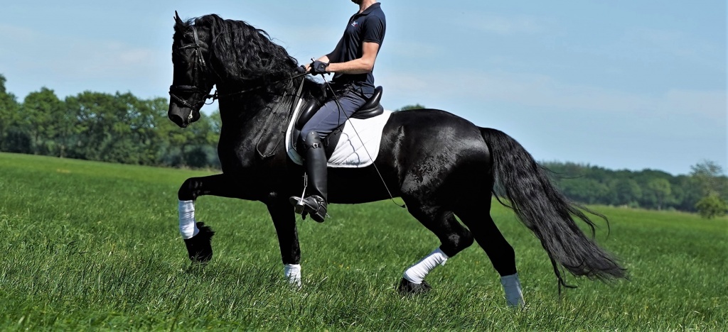 Friesian horse cover photo of Zamir