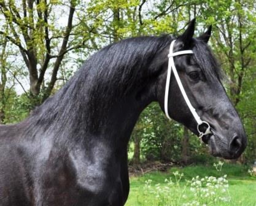 Friesian Horse for Sale TANNER Black Sterling Friesians