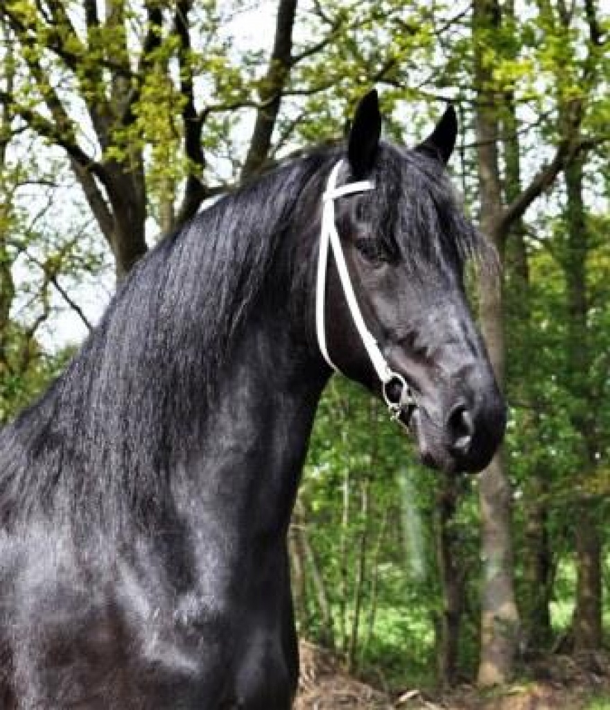 Friesian Horse for Sale TANNER Black Sterling Friesians
