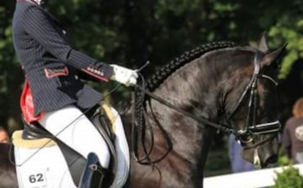 Friesian horse cover photo of Gerbrich SPORT