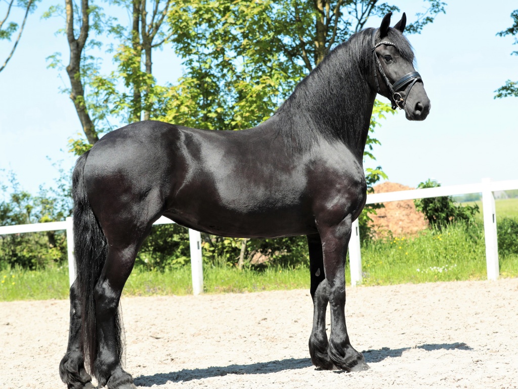 NATALIA Friesian Horse for Sale