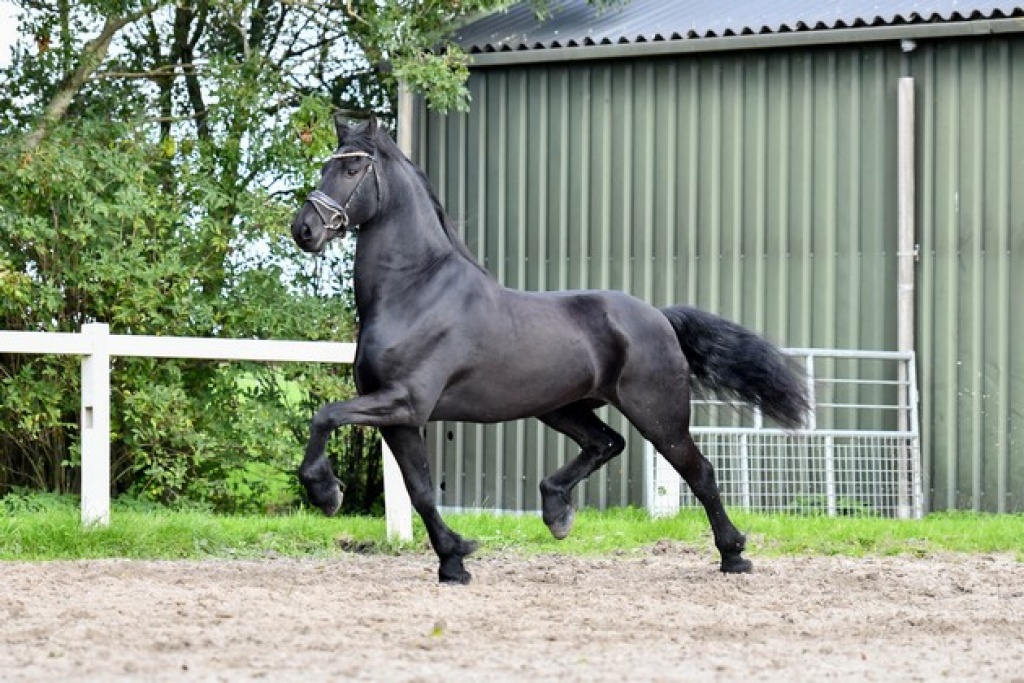 Norbit SPORT Friesian Horse for Sale