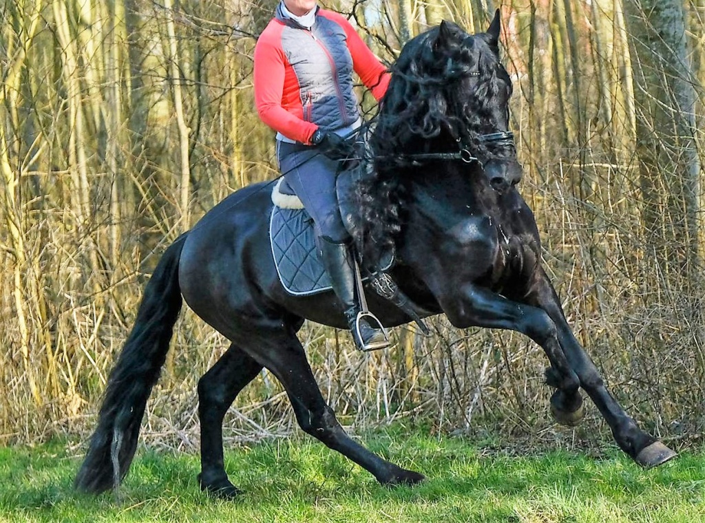 Friesian Horses for Sale from Fairytale Friesian Finder Service, INC