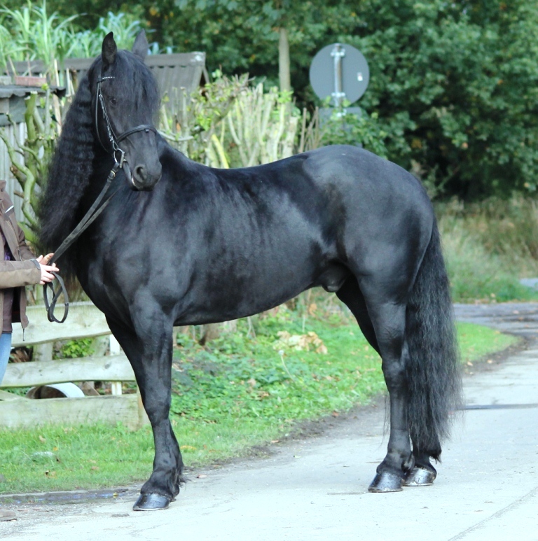 Friesian Horse for Sale Black Sterling Friesians
