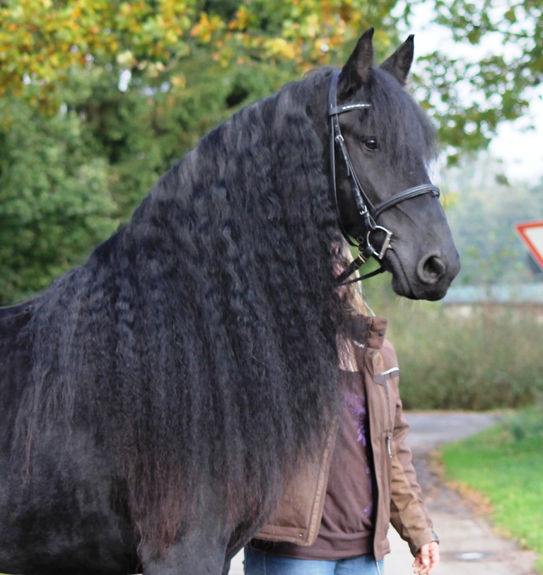 Friesian Horse for Sale Black Sterling Friesians
