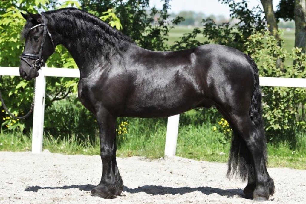 Friesian Horse for Sale Black Sterling Friesians