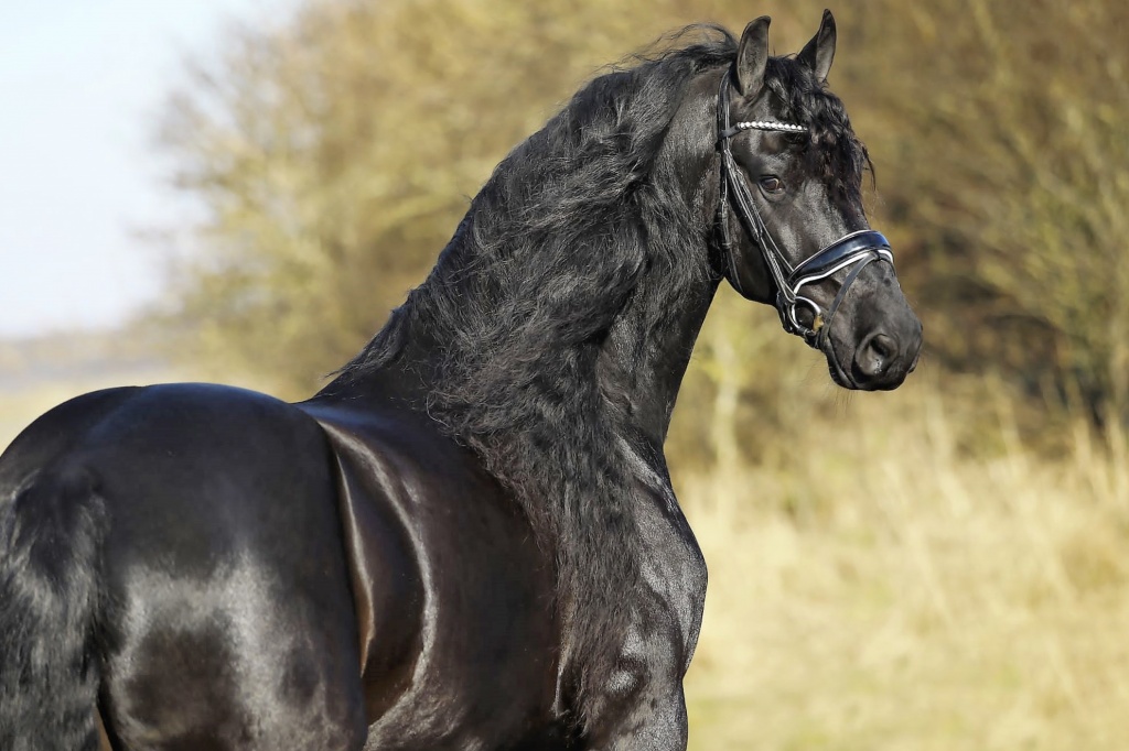 BRANDUS STER - Friesian Horse for Sale BRANDUS STER - Friesian Horse for Sale