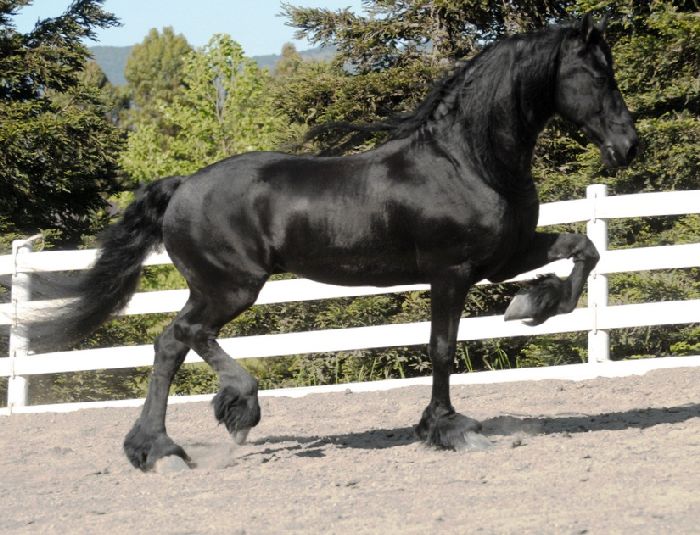  Friesian Horse for Sale