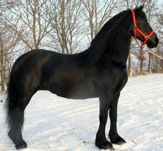 Friesian Horse for Sale Black Sterling Friesians