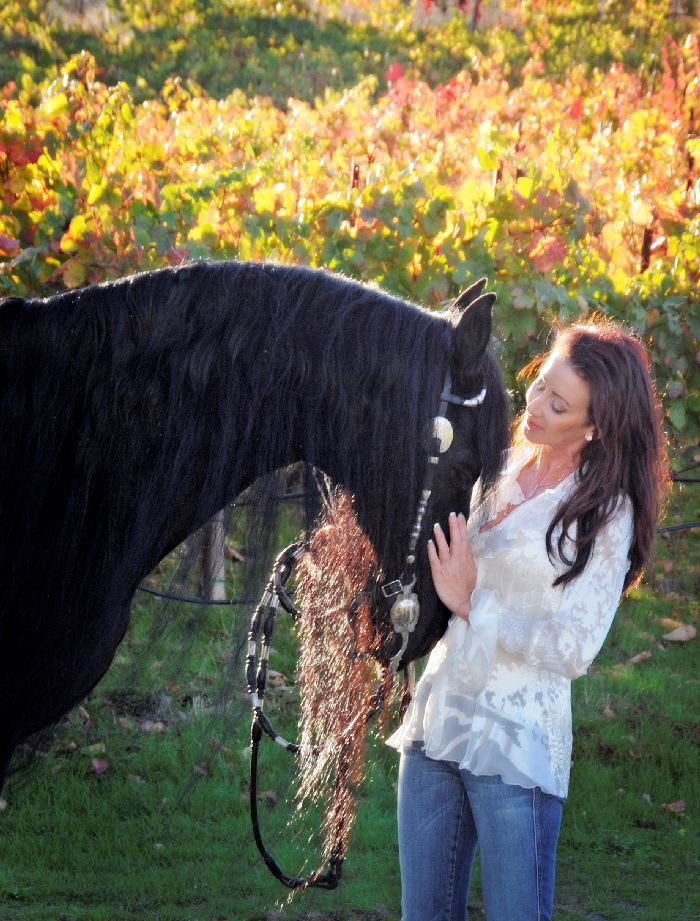 Friesian Horse for Sale
