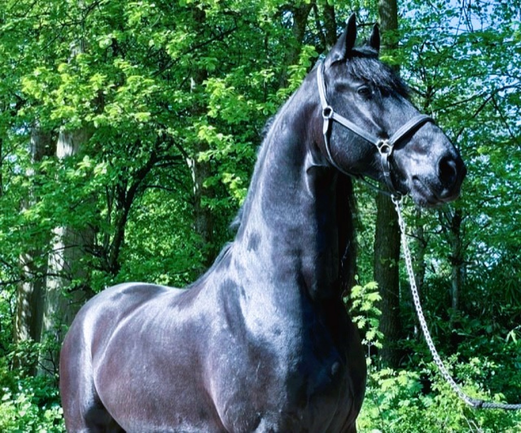 DJURRE Friesian Horse for Sale