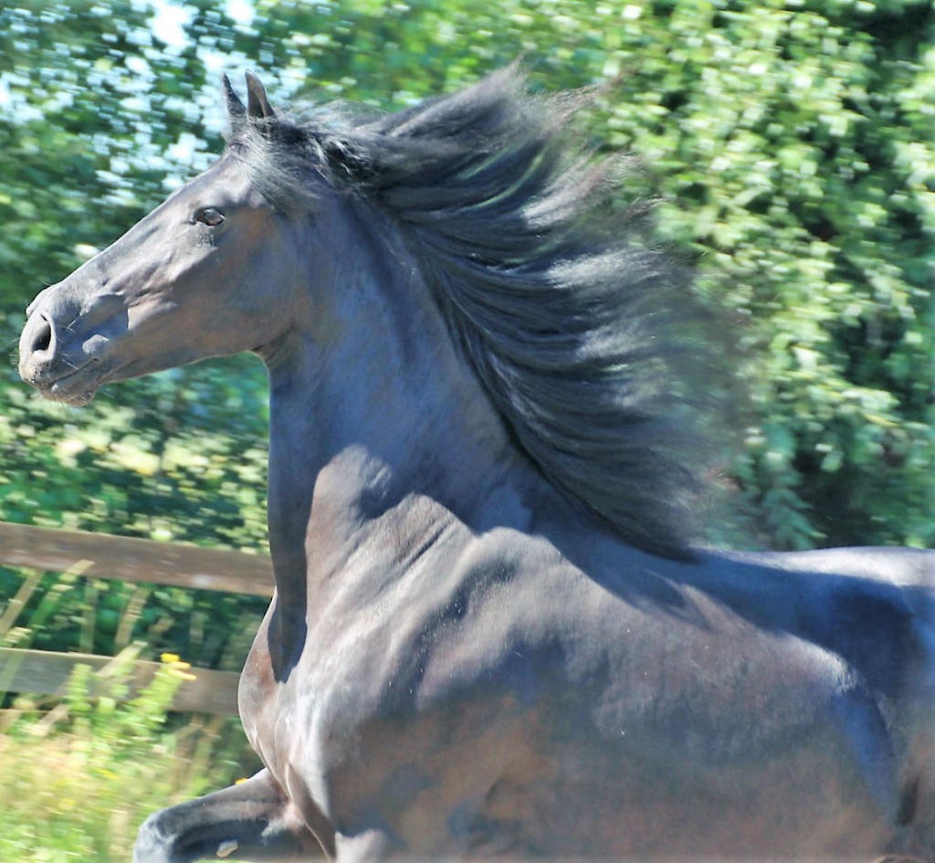 Cover photo of Dryske