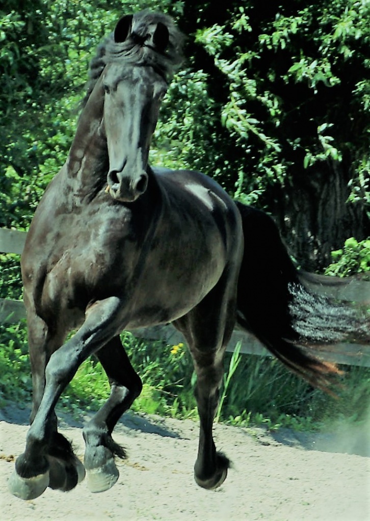 Cover photo of FRANCESCA