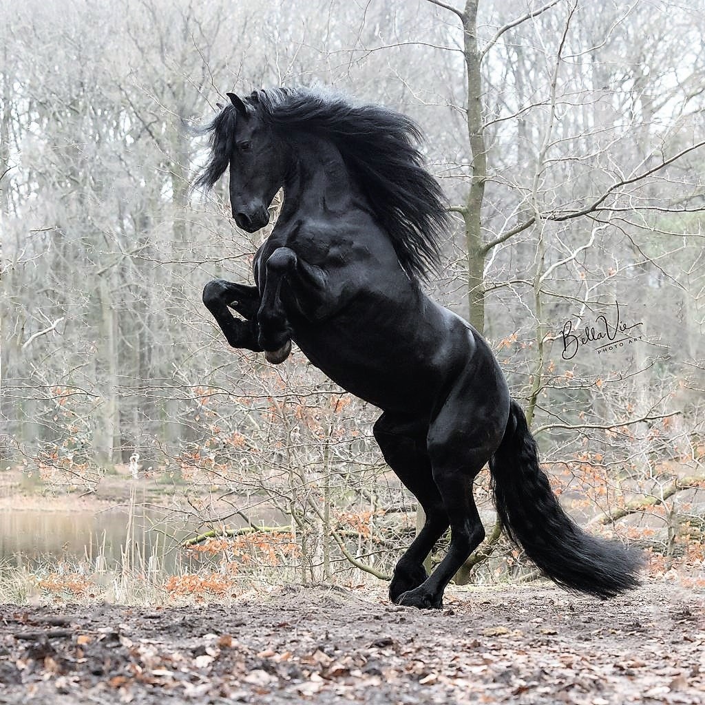 Black Friesian Horse Rearing Black Friesian Horse Rearing