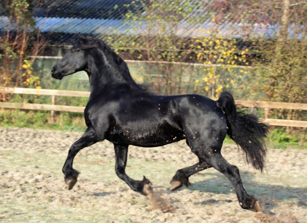Cover photo of Finne