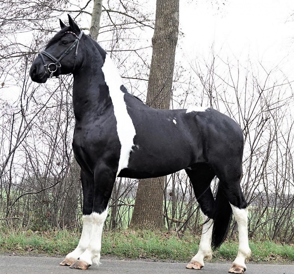 ALESSANDRO Friesian Horse for Sale