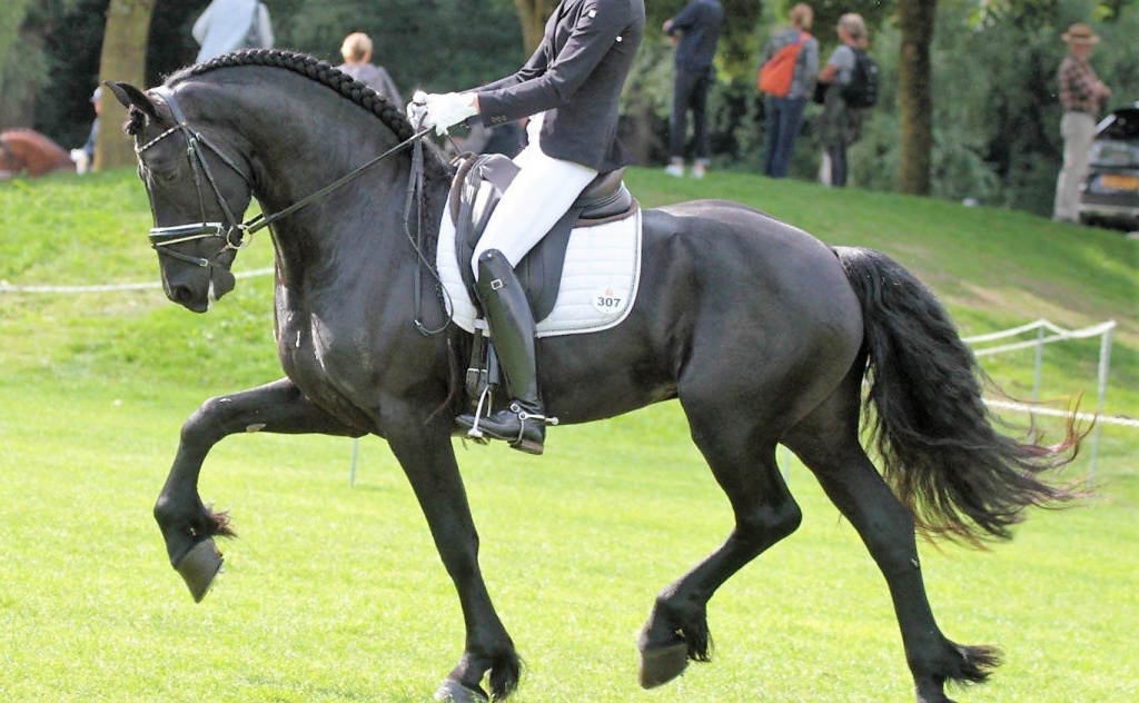 Friesian horse cover photo of Ruscherd STER & SPORT