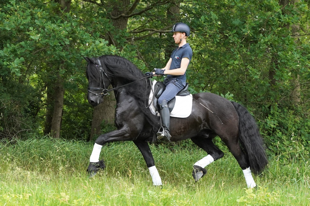 Friesian horse cover photo of Nolan