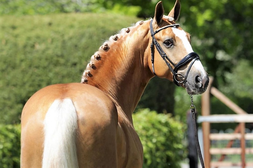 Metallic Gold Friesian Horse for Sale