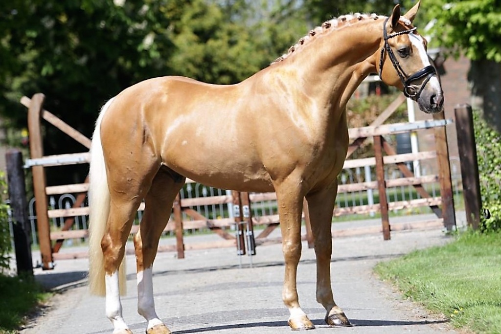 Metallic Gold Friesian Horse for Sale