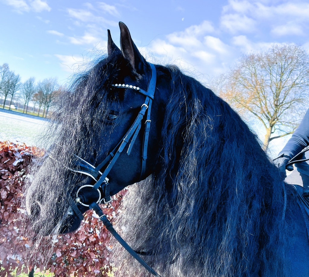 OAKLEY Friesian Horse for Sale
