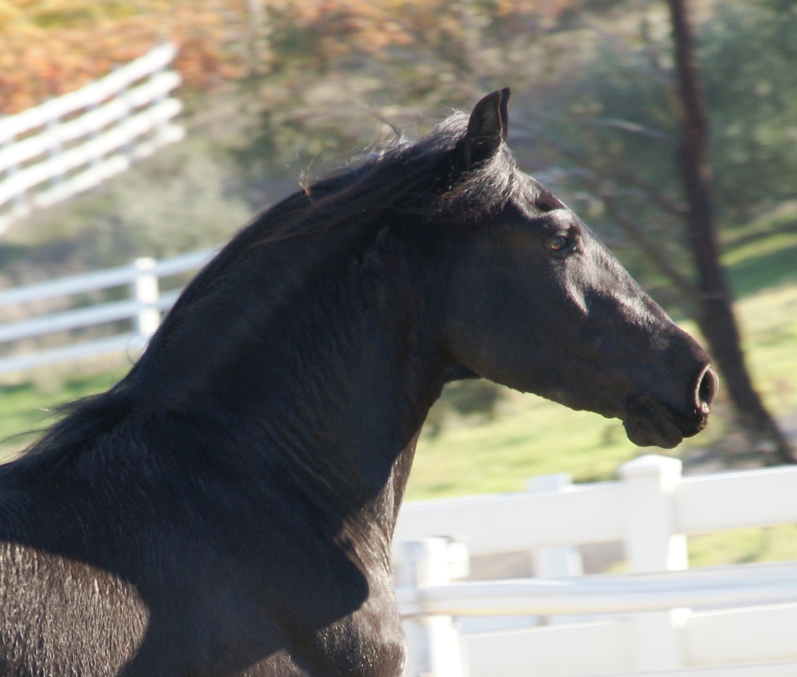 Friesian Horse for Sale Black Sterling Friesians