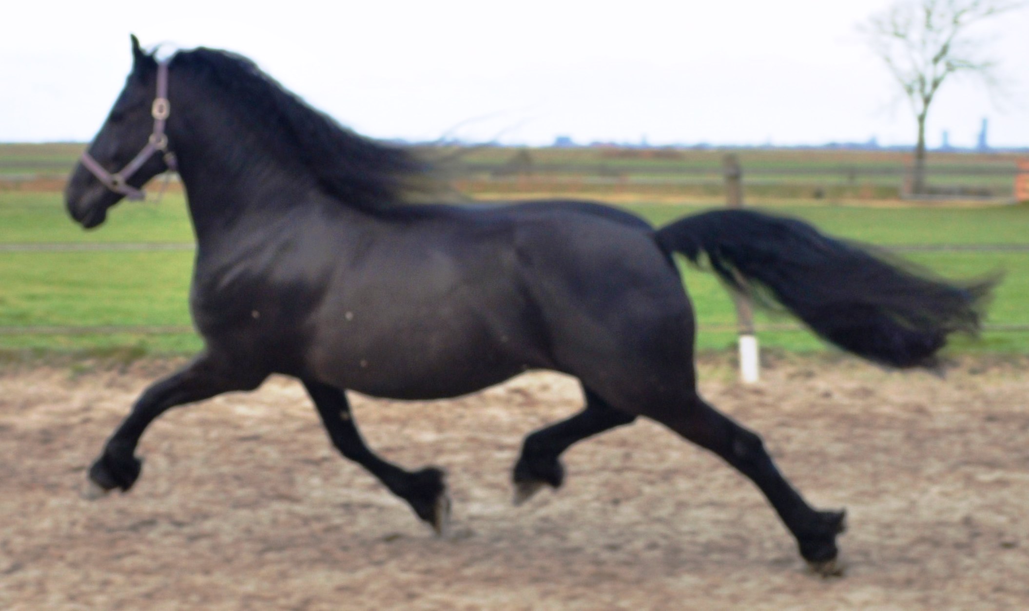 Friesian Horse for Sale Black Sterling Friesians