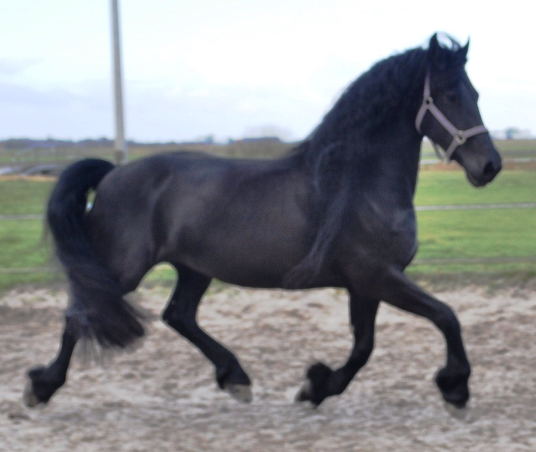 Friesian Horse for Sale Black Sterling Friesians