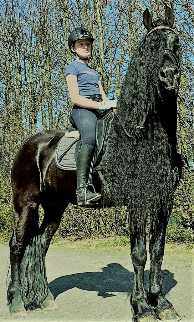 Friesian horse cover photo of KORS