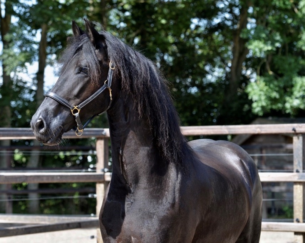 Friesian Horse for Sale Black Sterling Friesians