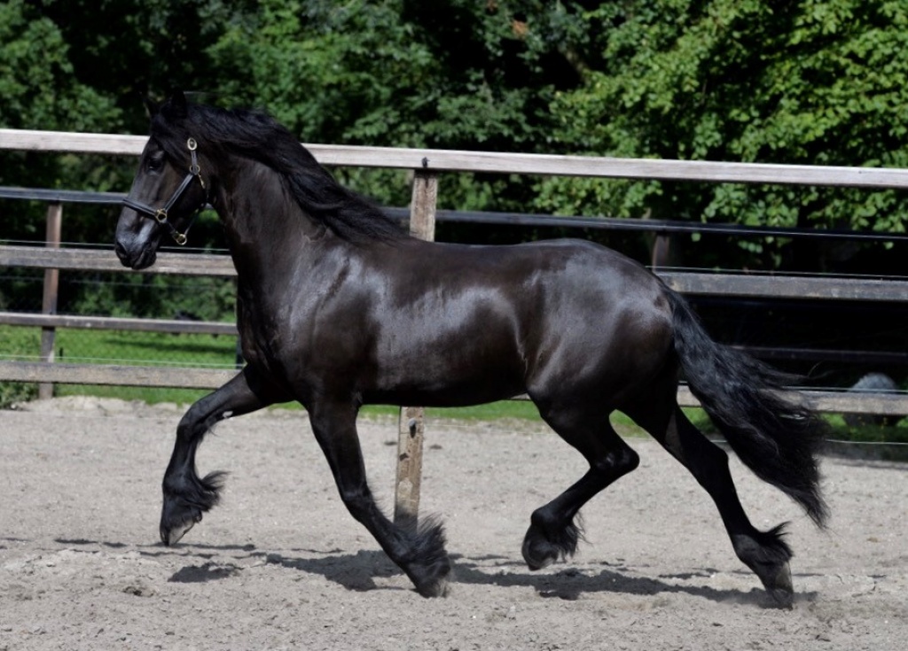 Friesian Horse for Sale Black Sterling Friesians