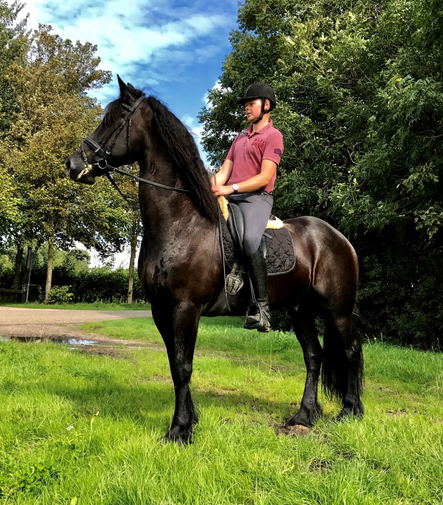 Friesian Horse for Sale Black Sterling Friesians