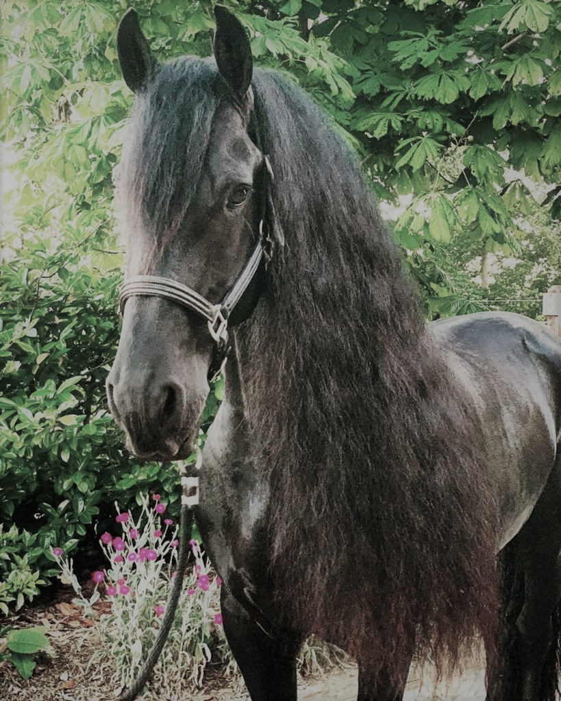 Friesian Horse for Sale Ruscherd STER & SPORT Black