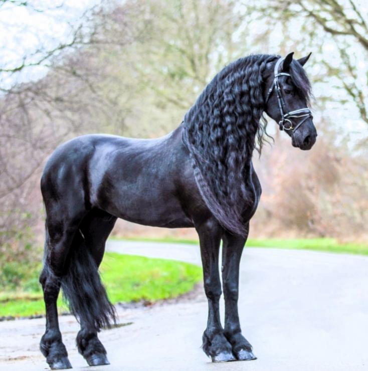 Gallery Photo of ARTURO - #7