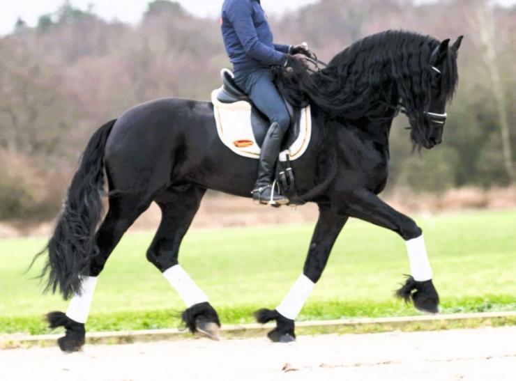 Gallery Photo of ARTURO - #6