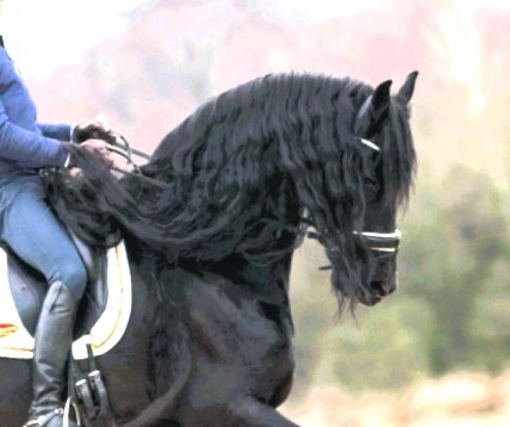 Gallery Photo of ARTURO - #5