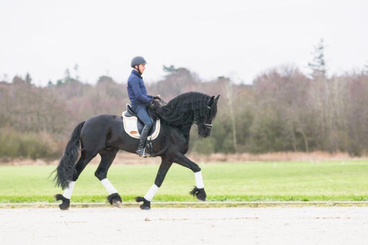 Gallery Photo of ARTURO - #4