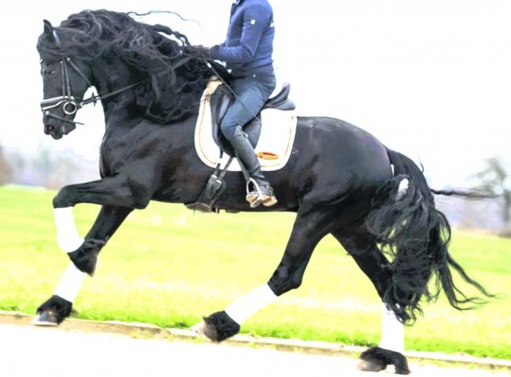 Gallery Photo of ARTURO - #3